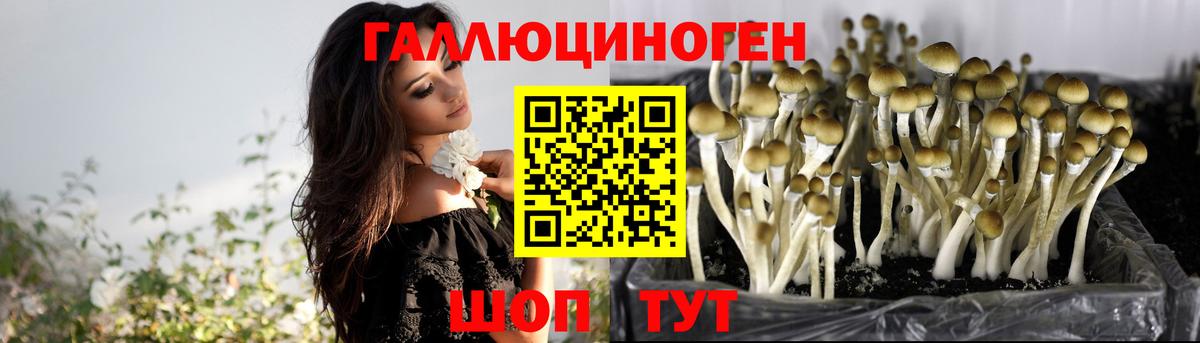 Галлюциногенные грибы Psilocybine cubensis  Галлюциногенные грибы мицелий  Всеволожск  Вход с VPN 